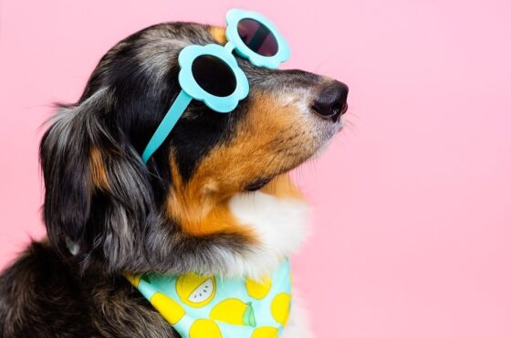 Dog Days, Dance Nights & Dream Homes: Your East Bay Weekly Rundown 🐾